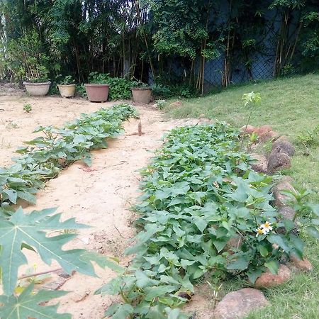 The Field Homestay Hoi An Zewnętrze zdjęcie