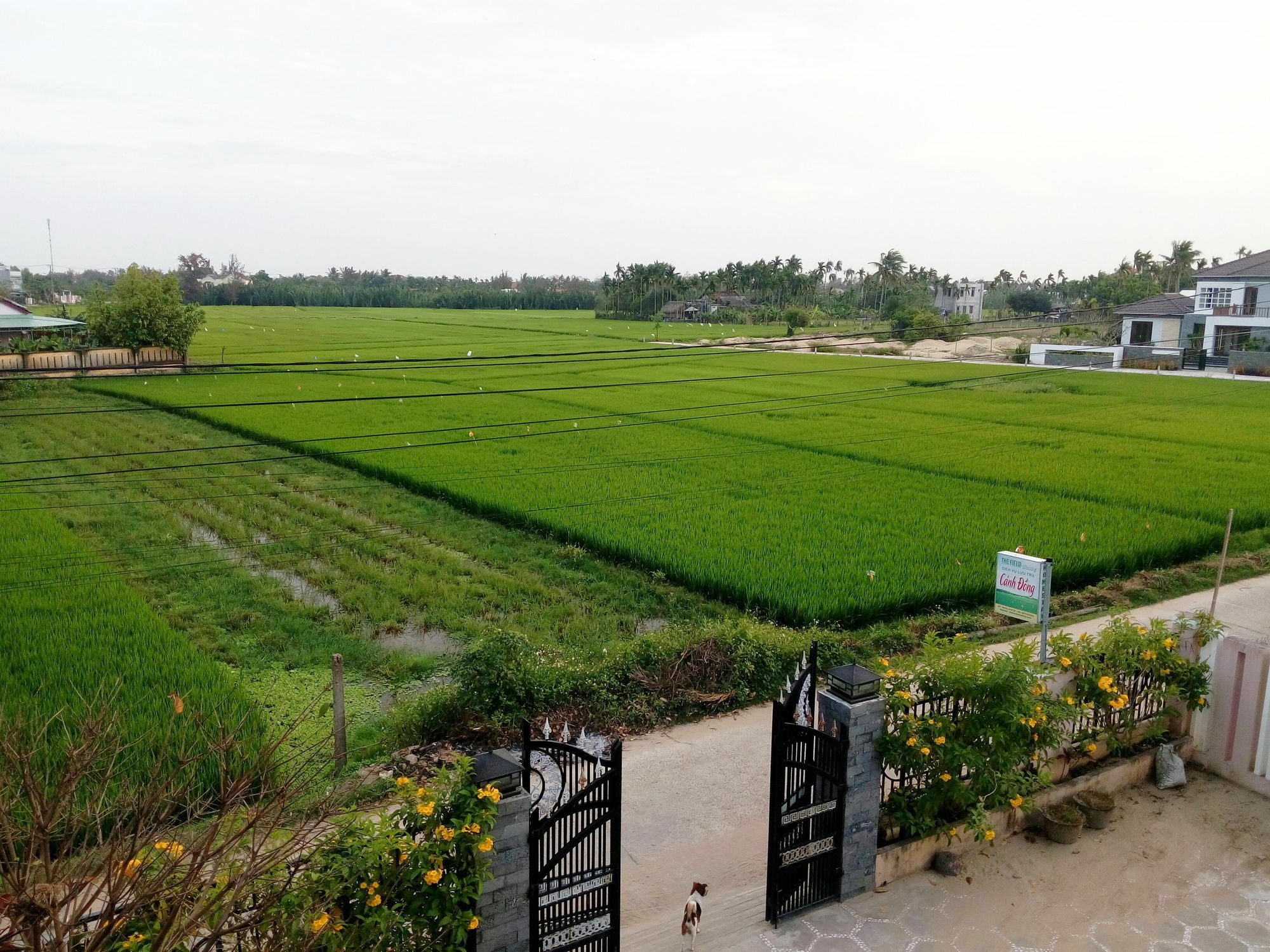 The Field Homestay Hoi An Zewnętrze zdjęcie